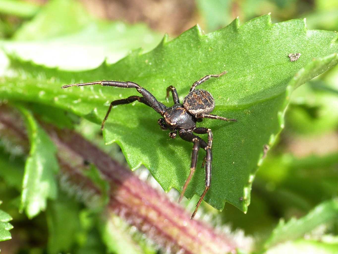 Maschio di Xysticus sp. - Tolfa (RM)